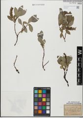 Foto von Salix glabra Scop.